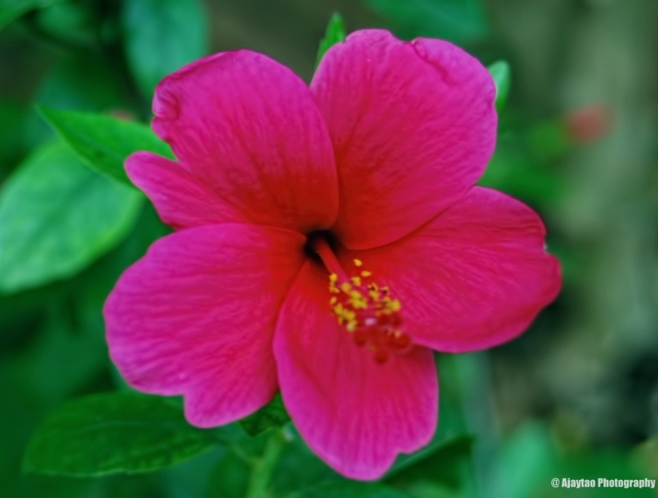 Różowy hibiskus - Ajaytao