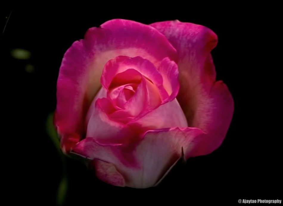 Pink & White Rose - Ajaytao