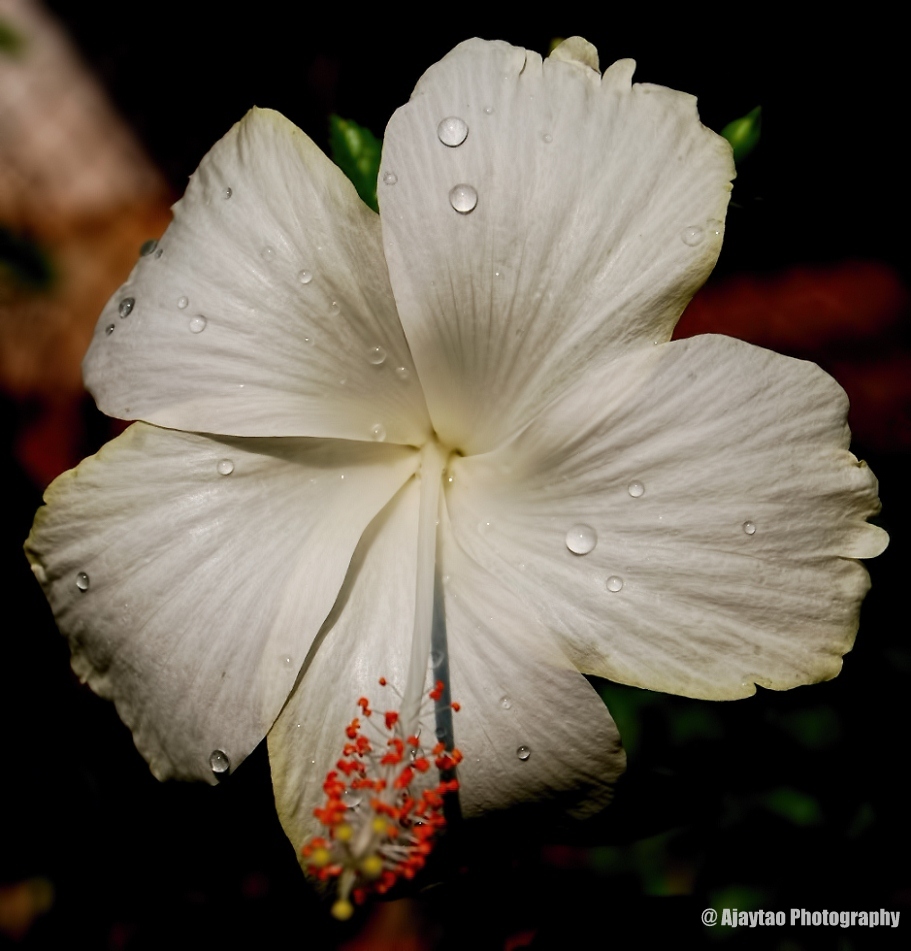 White Hibiscus - Ajaytao