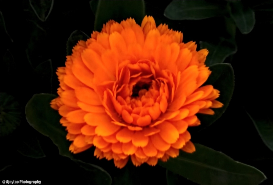 Orange flower - Ajaytao