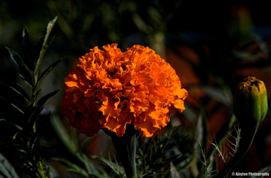 Orange Marigold - Ajaytao