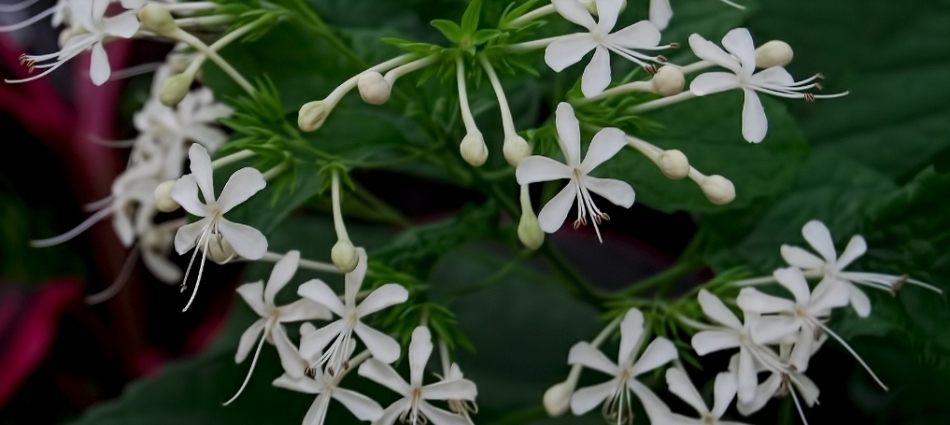 Tiny white flowers - Ajaytao