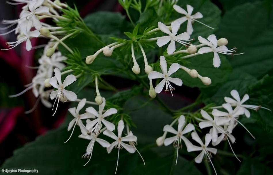 Tiny white flowers - Ajaytao