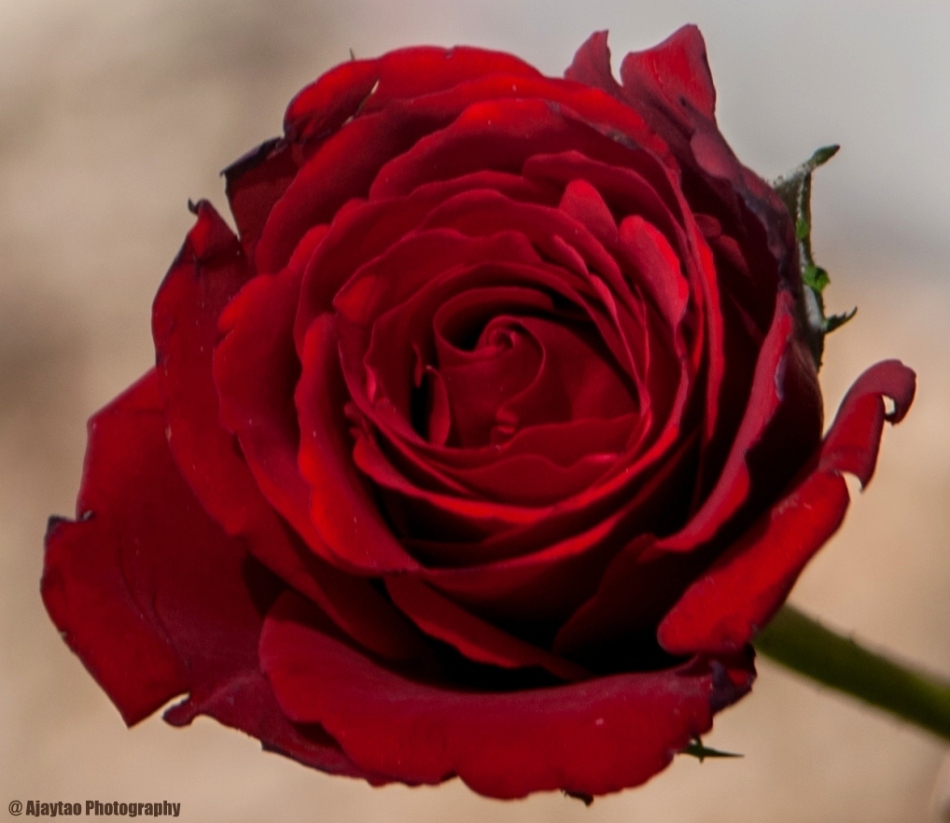 Red Rose - Ajaytao